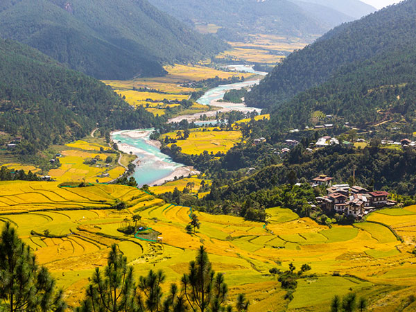 Fields of Gold