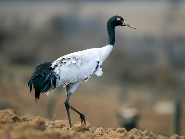 Black Necked Crane Festival