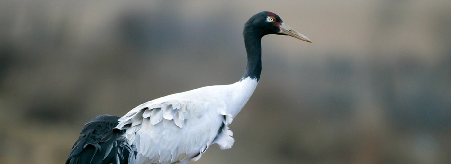 Black Necked Crane Festival