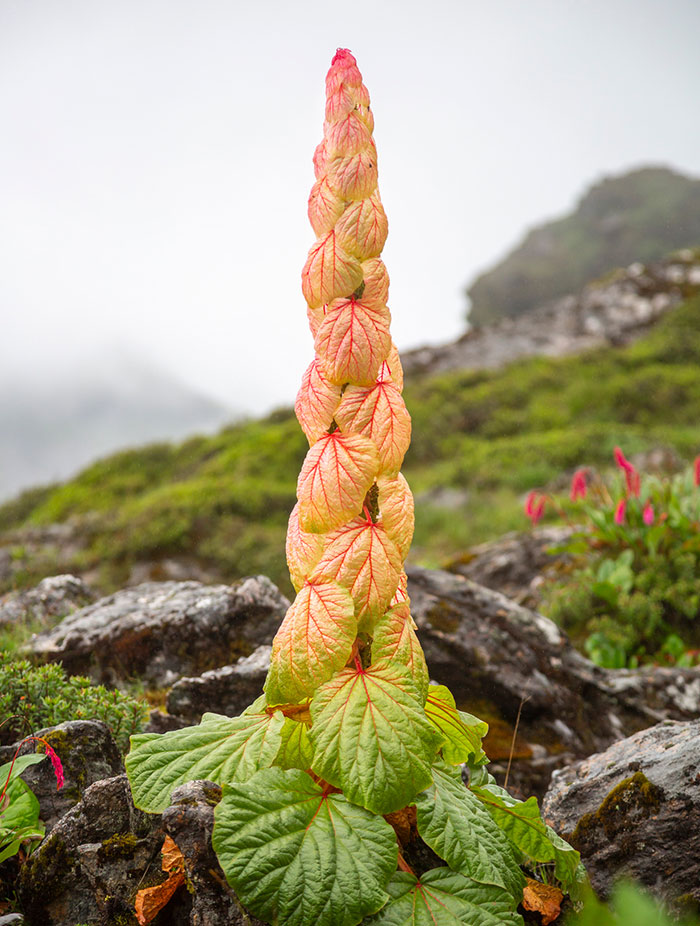 Trekking