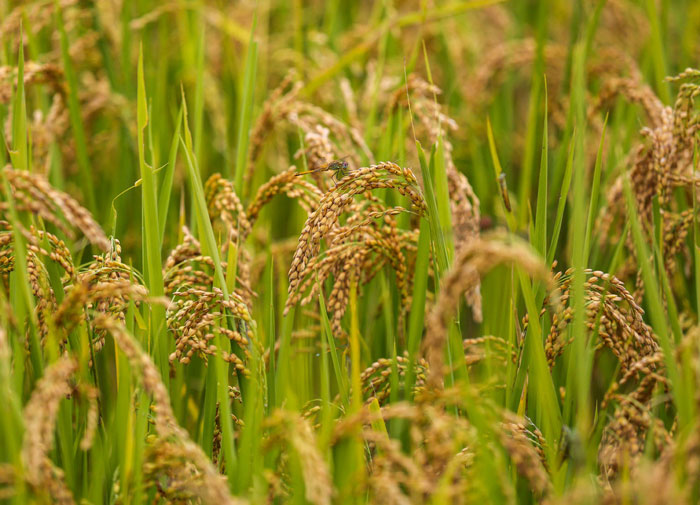 How much doe it cost to travel to Bhutan and how to obtain Bhutan visa